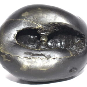 Rare VataPatrashayi Shaligram