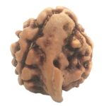 3 Mukhi Ganesha Rudraksha With 3 Complete Seeds - Nepal