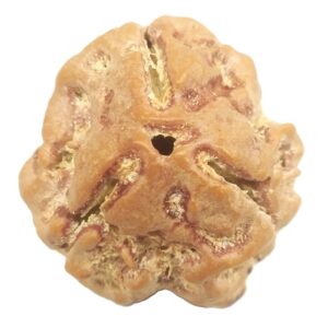 Collector 3 Mukhi Rudraksha With complete 3 Seeds - Nepal