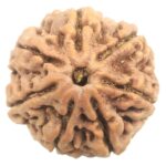 Collector 7 Mukhi Rudraksha - Nepal