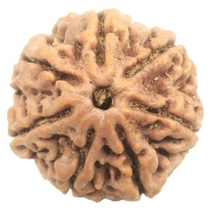 Collector 7 Mukhi Rudraksha - Nepal