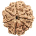 Collector 7 Mukhi Rudraksha - Nepal