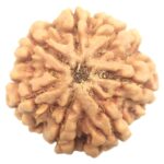 Rare Collector 7 Mukhi Rudraksha with Complete 7 Seeds - Nepal