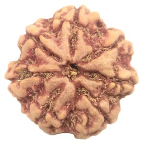 Super Collector 7 Mukhi Rudraksha - Nepal
