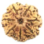 Rare Collector 7 Mukhi Rudraksha with Complete 7 Seeds - Nepal