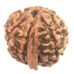 7 Mukhi Ganesha Rudraksha - Nepal