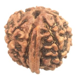 7 Mukhi Ganesha Rudraksha - Nepal