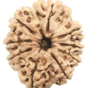 9 Mukhi Rudraksha - Nepal