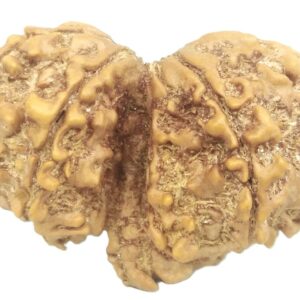 Collector Gauri Shankar Ganesh Rudraksha - 9 Mukhi