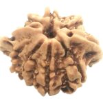 Rare Naag Savar With Ganesh Rudraksha