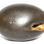 Madhava Shaligram