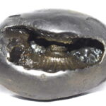 BaddhaChakra Narsimha Shaligram