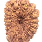 Super Collector Size 17 Mukhi Rudraksha - Nepal