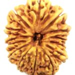 Super Collector Size 14 Mukhi Rudraksha - Nepal