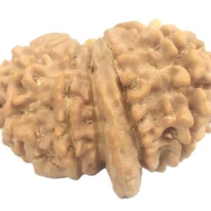 Rare Super Collector Size 14 Mukhi Ganesha Rudraksha - Nepal