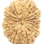 Rare Super Collector 12 Mukhi Rudraksha - Nepal