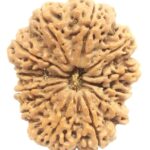 Rare Super Collector 12 Mukhi Rudraksha with Complete 12 Seeds - Nepal