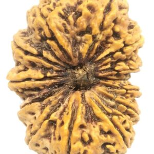 Rare Super Collector 13 Mukhi Rudraksha - 40 mm - Nepal