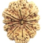 Rare Super Collector 10 Mukhi Rudraksha with 10 Complete Seeds - Nepal