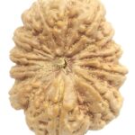 Rare Super Collector 11 Mukhi Rudraksha With Complete 11 Seeds - Nepal