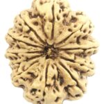 Rare Super Collector 11 Mukhi Rudraksha With Complete 11 Seeds - Nepal