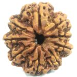 Rare Collector 9 Mukhi Rudraksha with 9 Complete Seeds - Nepal