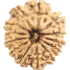 13 Mukhi Rudraksha - Nepal