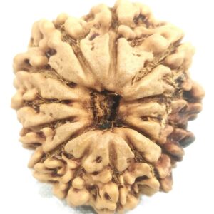 13 Mukhi Rudraksha - Nepal