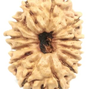 13 Mukhi Rudraksha - Nepal