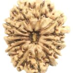 Rare 13 Mukhi Ganesha Rudraksha - Nepal