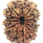 Collector 13 Mukhi Rudraksha - Nepal