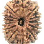Collector 13 Mukhi Rudraksha - Nepal