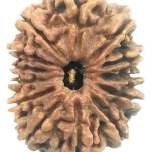 Collector 13 Mukhi Rudraksha - Nepal