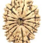 Collector 13 Mukhi Rudraksha - Nepal