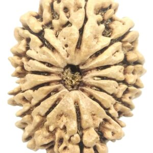 Collector 13 Mukhi Rudraksha - Nepal