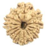 13 Mukhi Rudraksha - 22.38 mm - Nepal