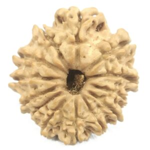 13 Mukhi Rudraksha - 22.38 mm - Nepal