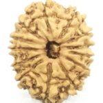 13 Mukhi Rudraksha - 23.02 mm - Nepal