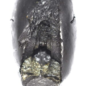 Sacred Adwaitya Golden Shodashi Tripura Sundari Dasha MahaVidya Shaligram