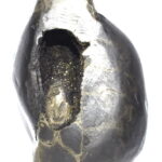 Sacred Adwaitya Golden Surya Kalpa Vriksha Laxmi Narasimha Samundra Manthan Shaligram