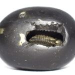 Syamantaka Hari Shaligram