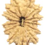 14 Mukhi Rudraksha - Nepal