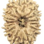 14 Mukhi Rudraksha - Nepal
