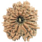 14 Mukhi Rudraksha - Nepal