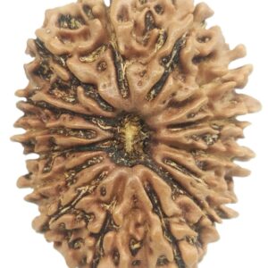 15 Mukhi Rudraksha - Nepal