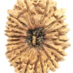 17 Mukhi Rudraksha - Nepal - 26.34 mm