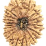 17 Mukhi Rudraksha - Nepal - Collector Size