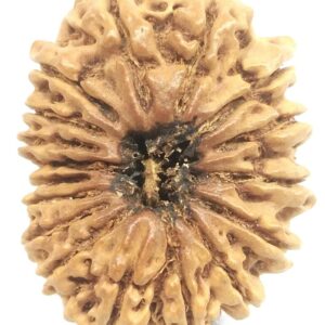 17 Mukhi Rudraksha - Nepal - Collector Size