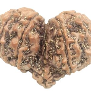 Collector Gauri Shankar Ganesh Rudraksha - 12 Mukhi