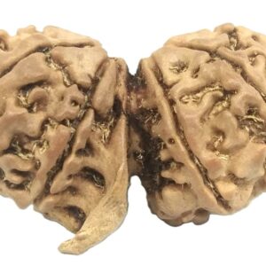Collector Gauri Shankar Ganesh Rudraksha - 12 Mukhi